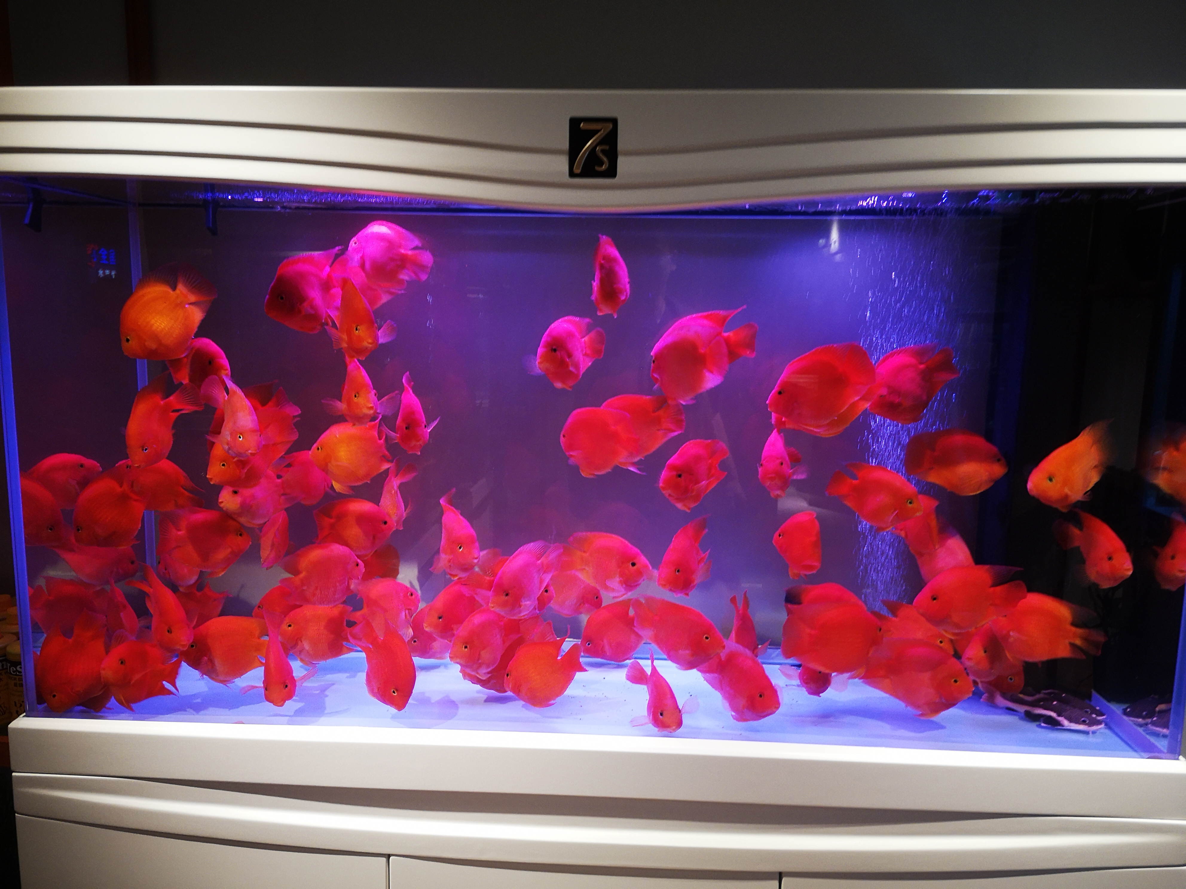 观赏鱼常见鱼病常用药,养观赏鱼必备哪几种药