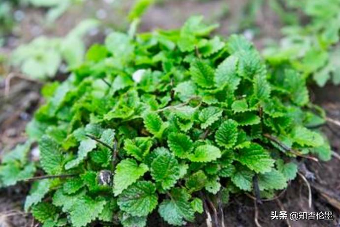 农村种植薄荷方法和时间,农村庭院种植薄荷