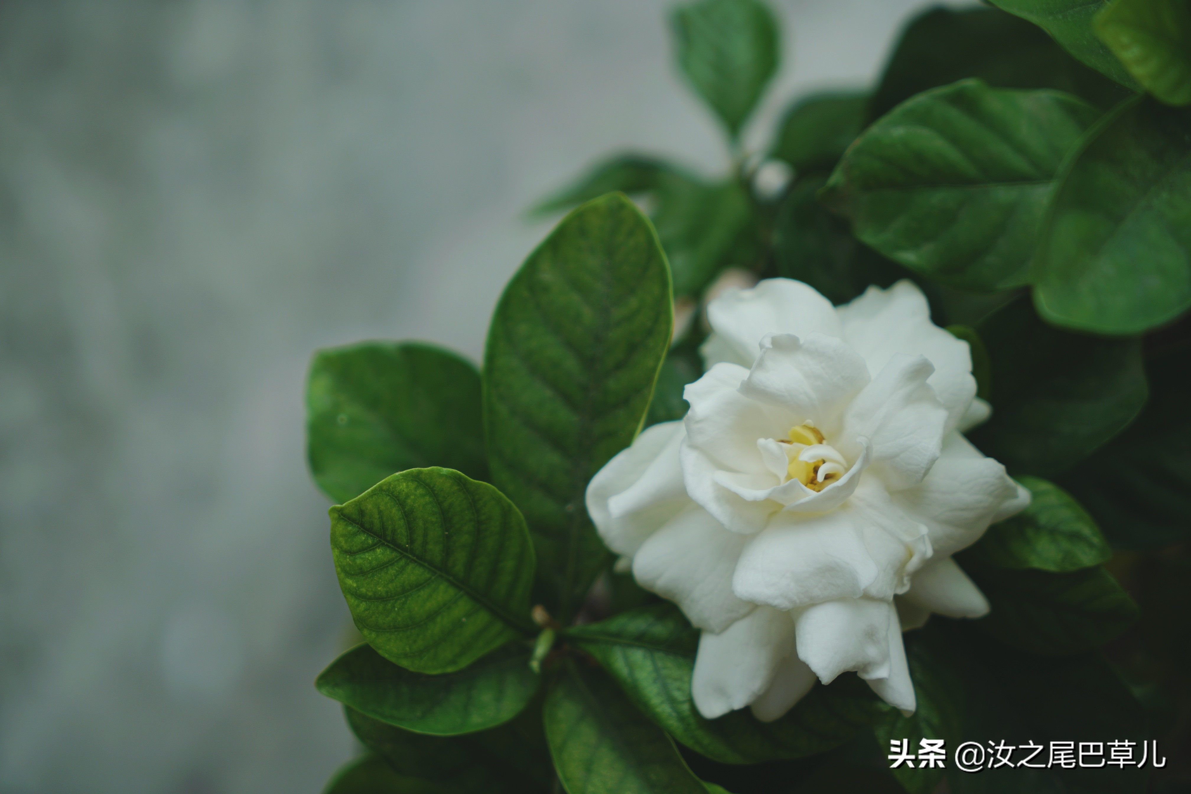 栀子花生了好多小黑虫怎么治,栀子花朵里面有小黑虫