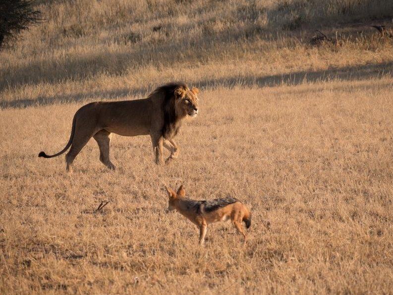 说好了一起捕猎，有的食肉动物却做了清道夫