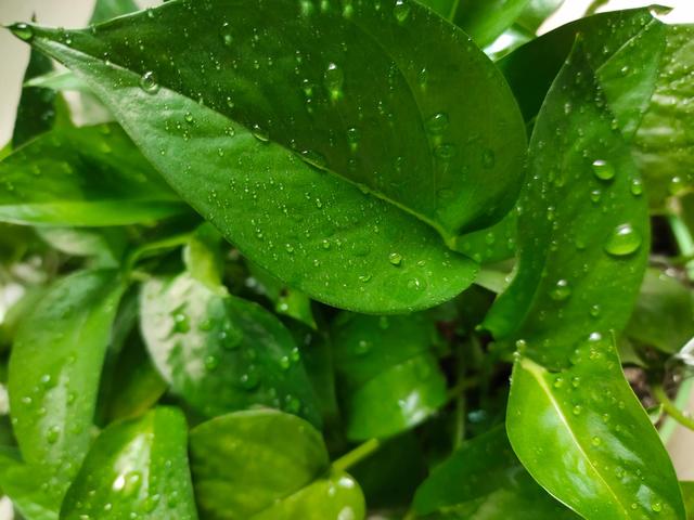 晚上绿萝叶片上有水是咋回事呀,绿萝缺水会出现啥症状