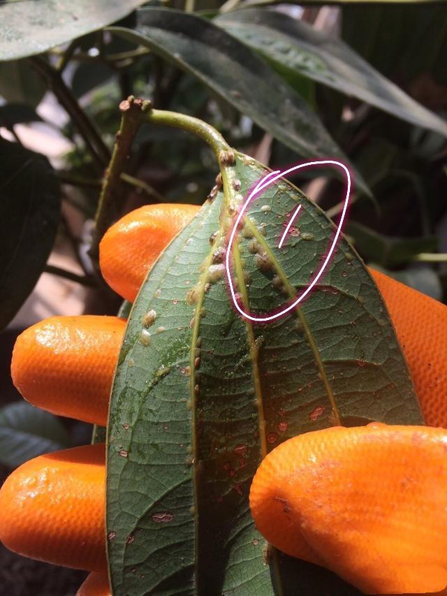 平安树的枝干变黑了怎么办,平安树正常叶子是什么样的