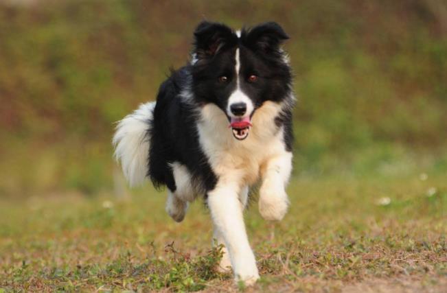 狗狗出门叫不过来怎么训练,狗狗一出笼子就兴奋乱跑怎么训练