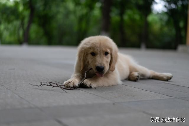 给狗狗喂食变得特别凶,给狗狗喂食为什么不会咬手