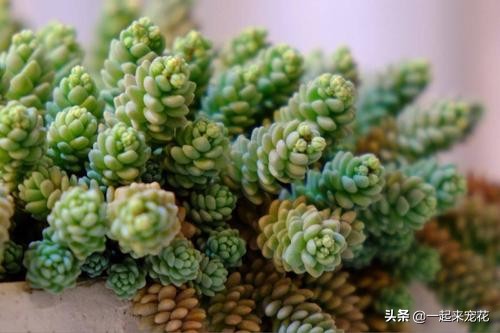 和姬星美人类似的多肉,多肉大姬星美人