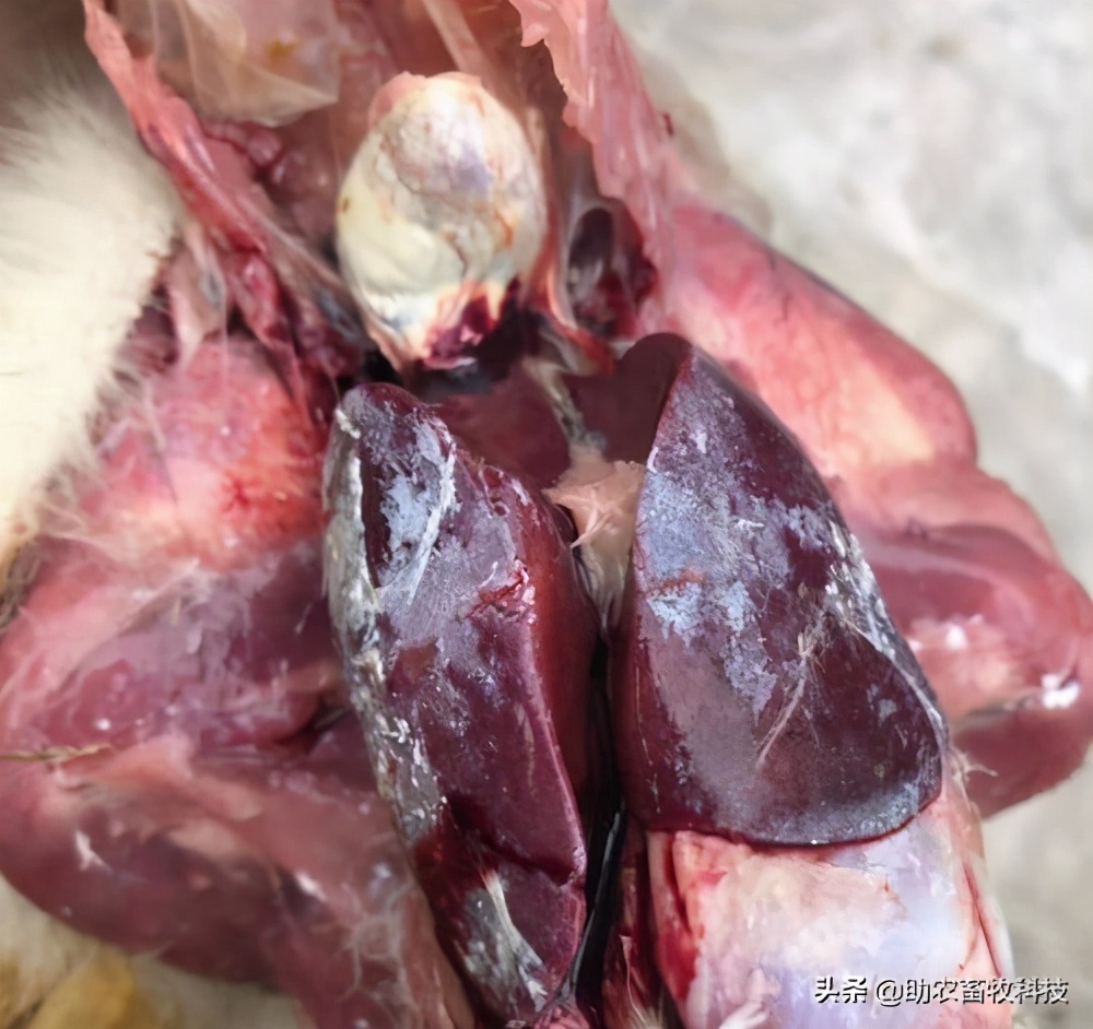 鹅肠道病的症状与治疗,快速判断鹅病的四种方法