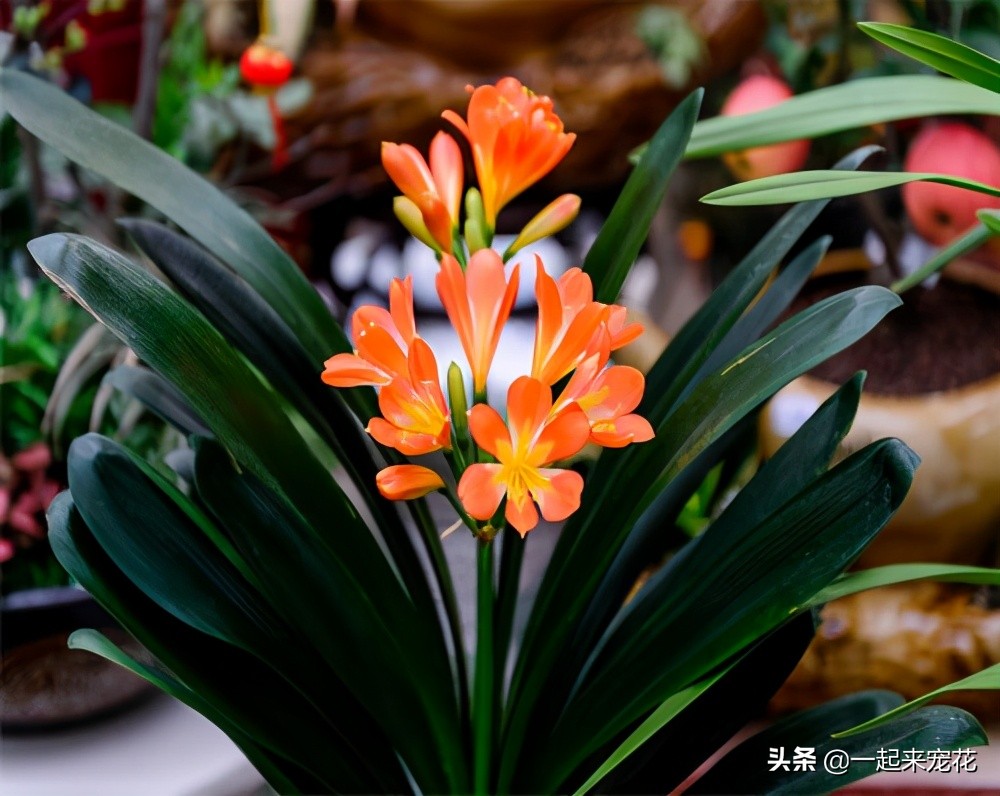 君子兰夏季怎样防病虫,夏季君子兰的养殖方法和注意事项