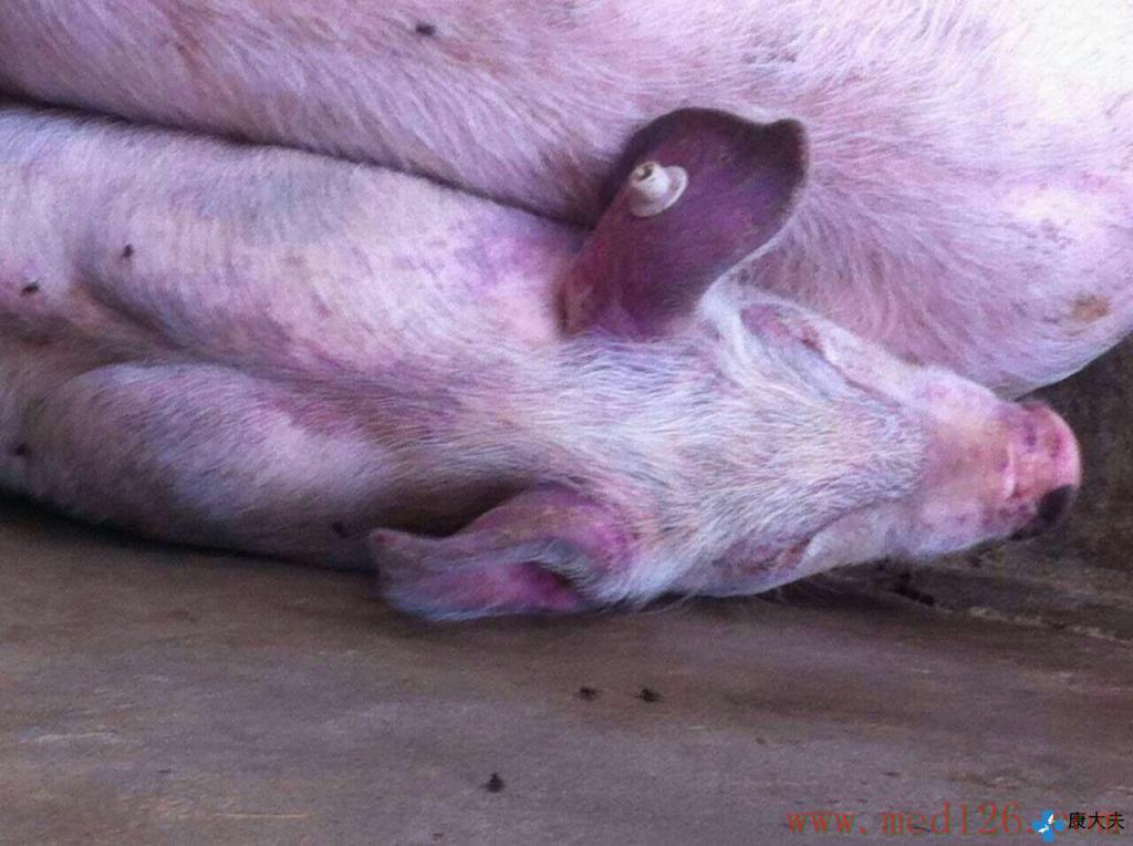 猪弓形虫病的病因分析和防治措施