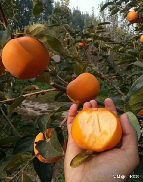 黑龙江农作物创业新思路,农村最赚钱的种植项目有哪些