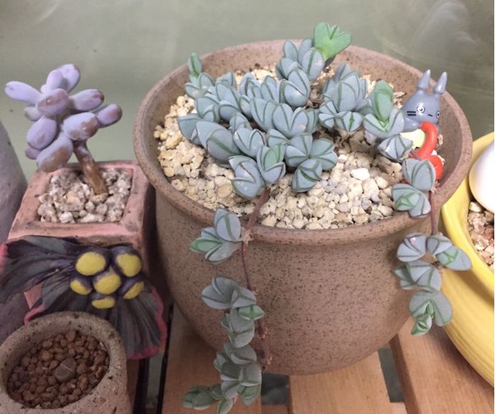 最值得买的多肉品种,包邮最漂亮多肉