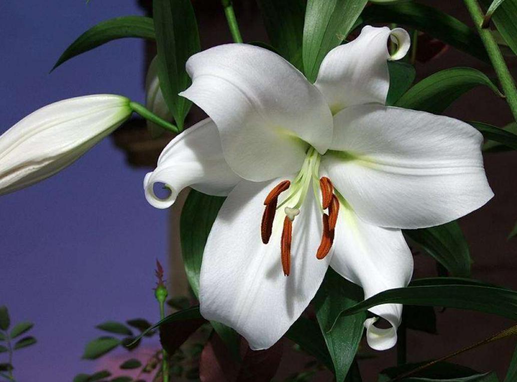 百合花花苞没开就脱落了怎么回事,百合花没全开就凋谢是怎么回事