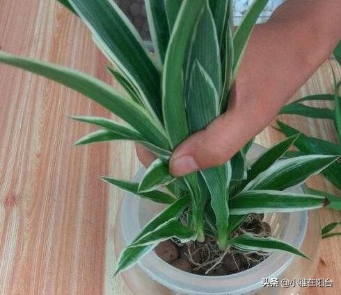 水培吊兰怎么用肥水好呢,水培吊兰怎么才能长得更好