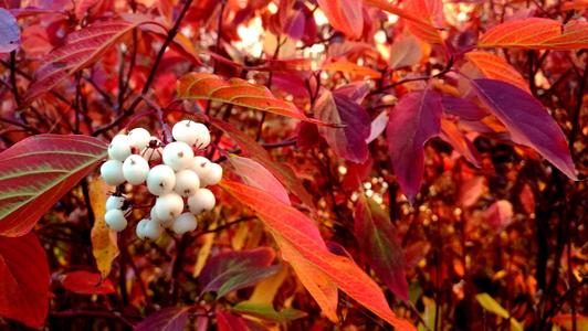 理想的生物柴油原料油料树种—植物非试管高效快繁技术快繁红瑞木