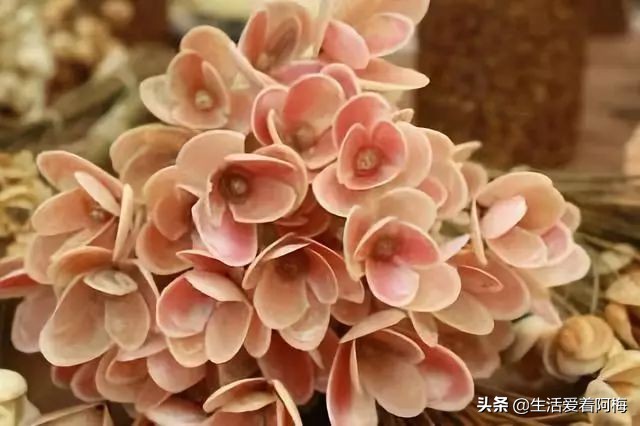 在贝壳里做上好看的装饰,简单的贝壳的工艺品