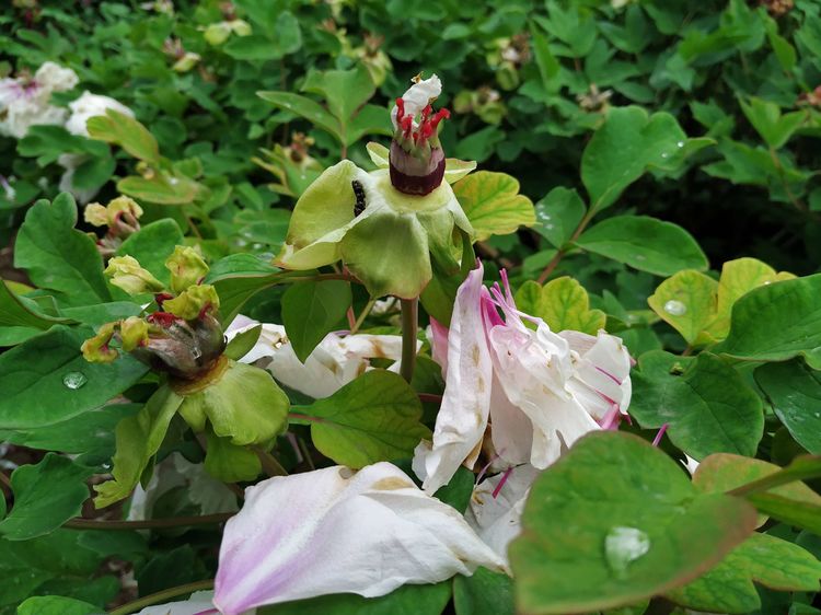天鹅湖牡丹园景区,天鹅湖景区怎么样