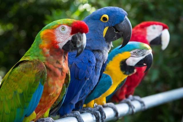 鹦鹉常见疾病和治疗,鹦鹉常见疾病的处理及预防