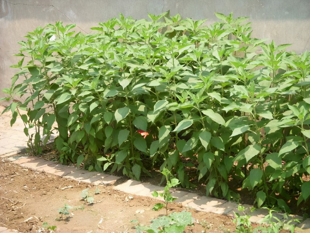 似姜却不辣，种1年收8年，做泡菜是一绝，如今遭嫌弃，我却想引种