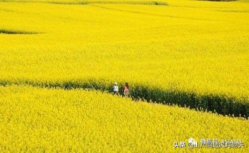 一路金灿灿的油菜花美不胜收,春天里金灿灿油菜花真美