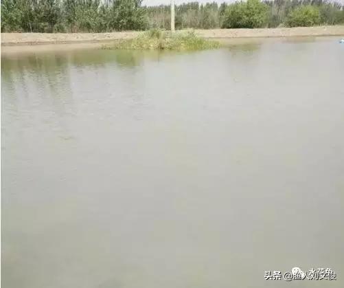 藻类图谱,水体藻类图谱和名称