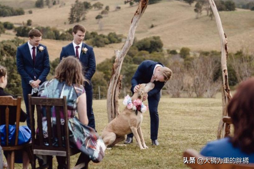 狗狗在主人婚礼上“拉粑粑”，非但没把事搞砸，还让氛围更温馨了