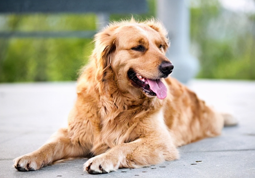 在中国10个品种的狗狗最受欢迎,现在最流行的狗狗是什么品种