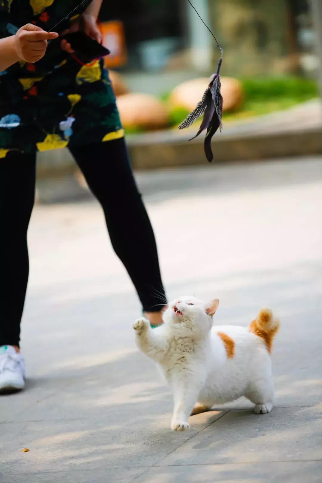 马未都给皇家带什么,马未都讲鸳鸯是什么