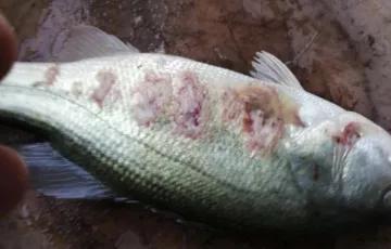 加州鲈苗期的病害,加州鲈鱼病害防治法