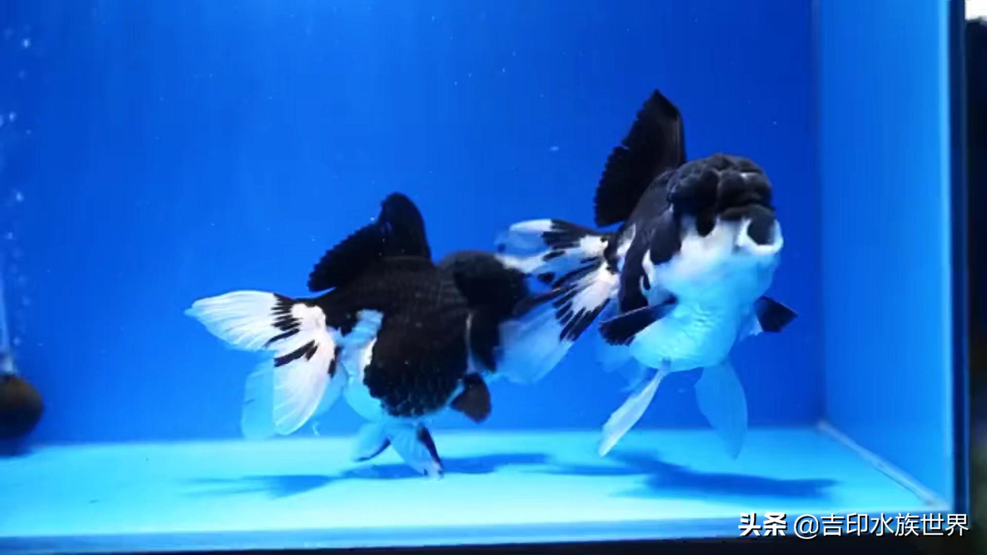 金鱼应该怎么挑选才好,挑选金鱼的方法和技巧