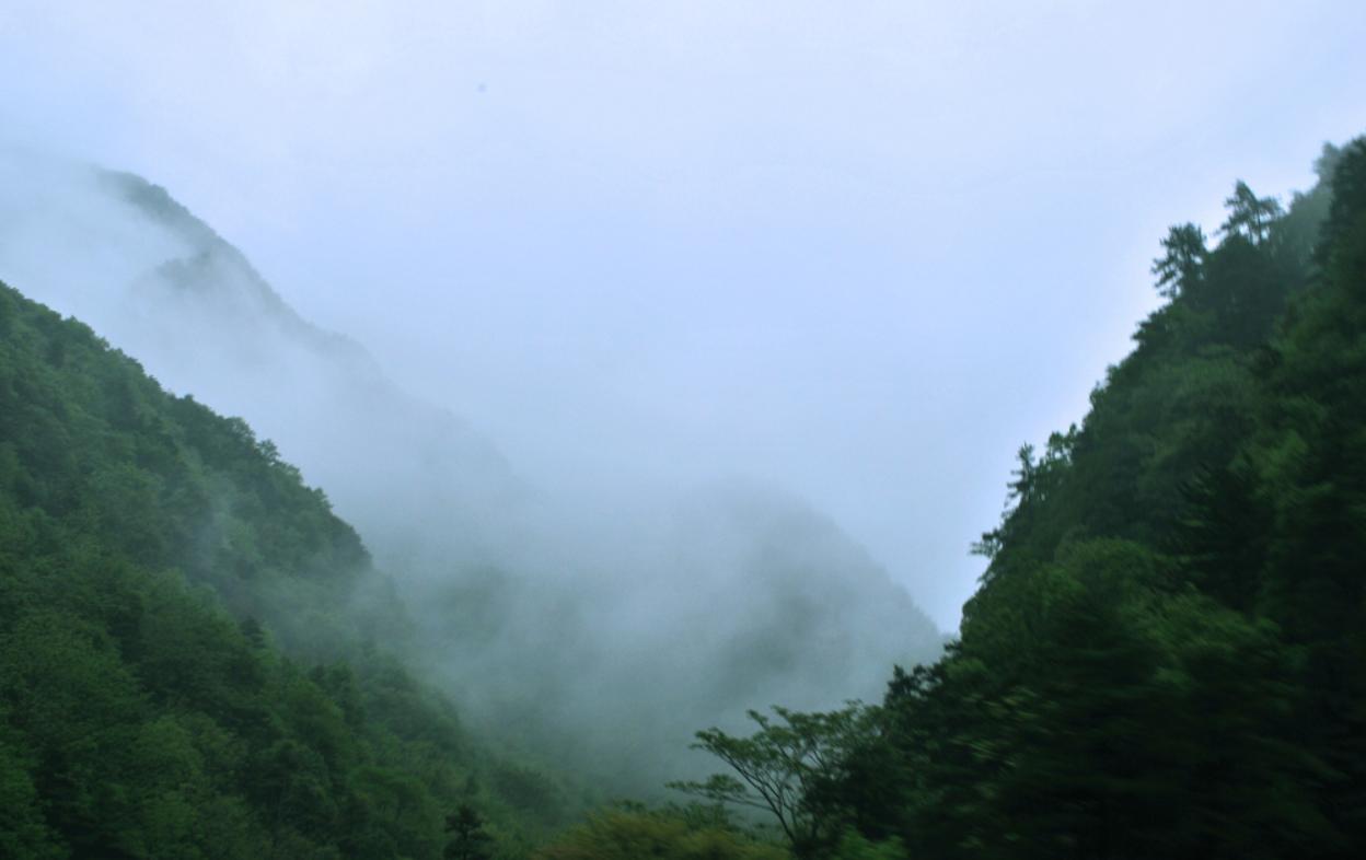 30分钟内“吃”多种虫！重庆第1次发现圆叶茅膏菜，这是什么植物