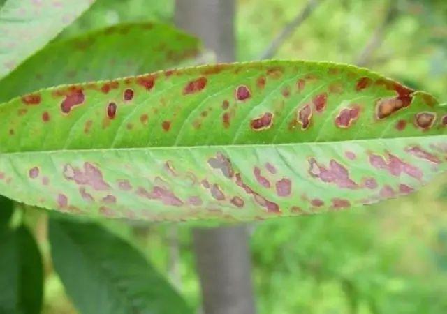 桃树叶片腐烂是什么病,桃全年病虫害防治方案