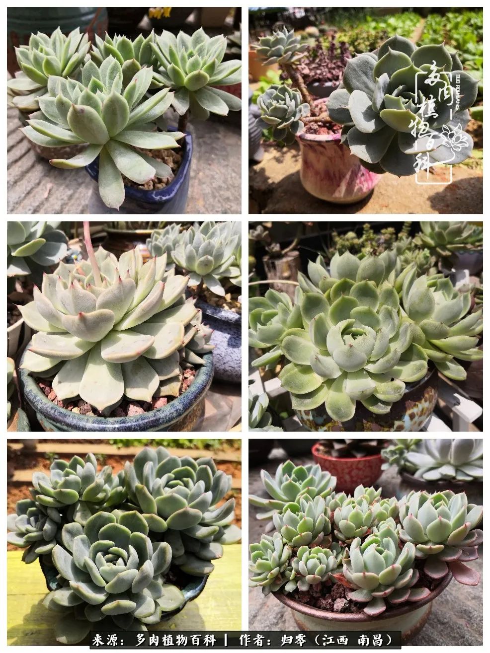 人生转个弯，在小院遇见落入凡间的多肉小精灵