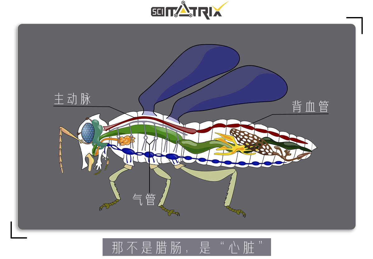 这虫子身体只剩空壳了，为什么还能四处乱爬？