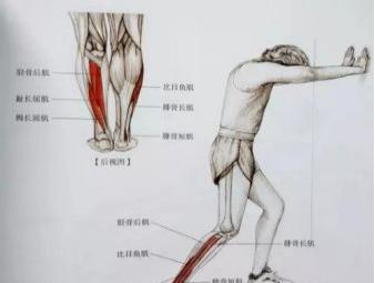 想要瘦腿又细又直的方法,想瘦腿的练起来