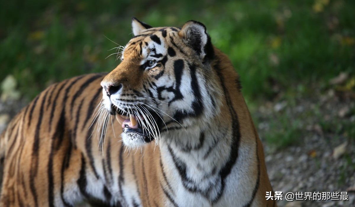 老虎先天优势比狼强,老虎单挑太弱怎么办