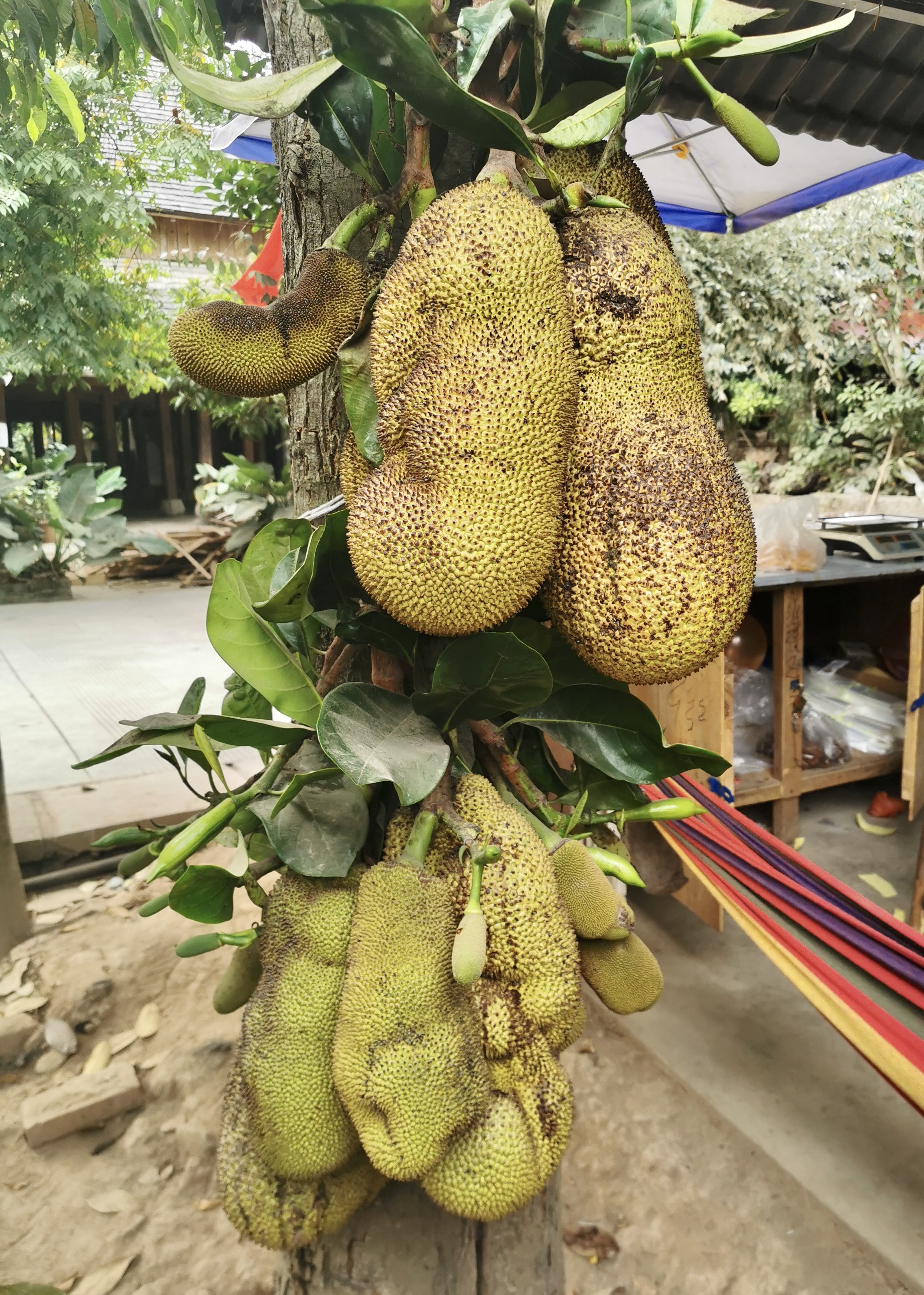 玩遍全云南,玩遍云南