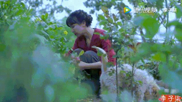 李子柒视频转场技巧,李子柒拍摄视频技巧