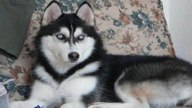 挑选哈士奇性格,挑选哈士奇幼犬技巧