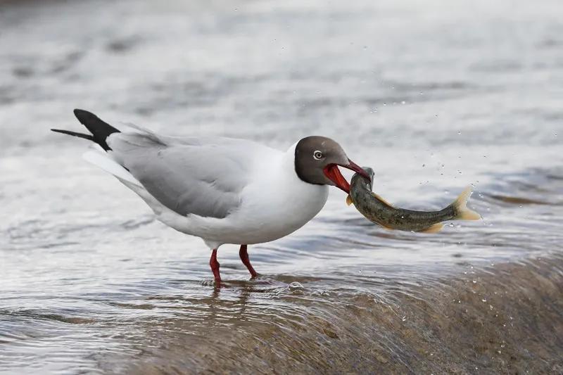 可可西里救援视频,可可西里生死救援