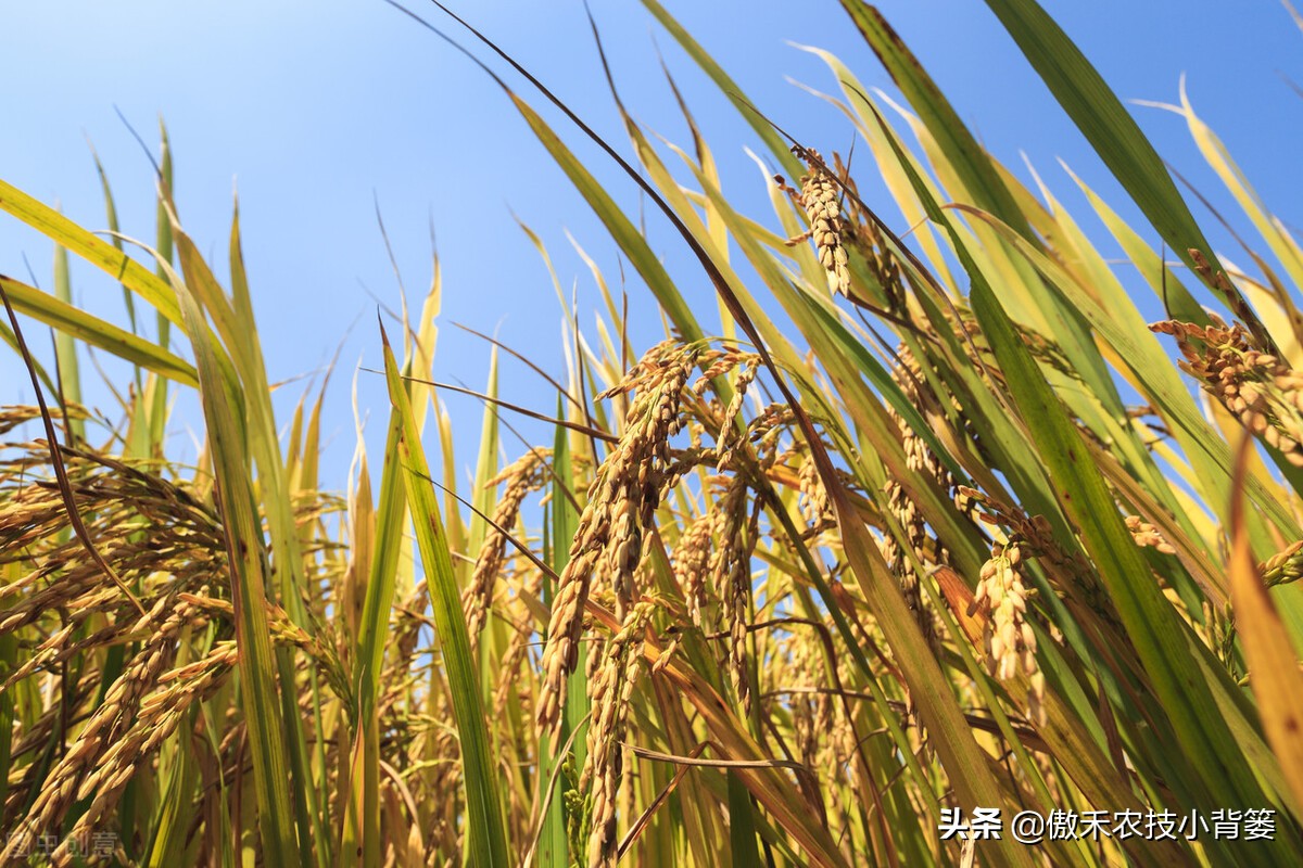 如何防止水稻黄叶,水稻抽完穗黄叶黑杆是什么原因