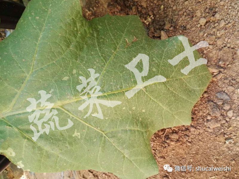 茄子叶片各种病害图解,茄子叶片长灰色霉是什么病