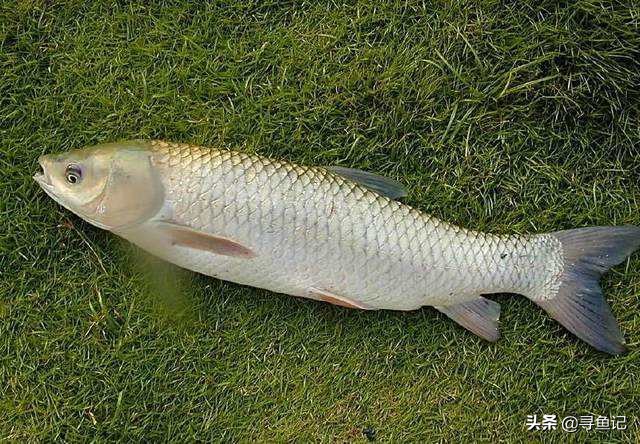 春季草鱼习性和钓法,养殖塘草鱼5斤左右需要什么线组