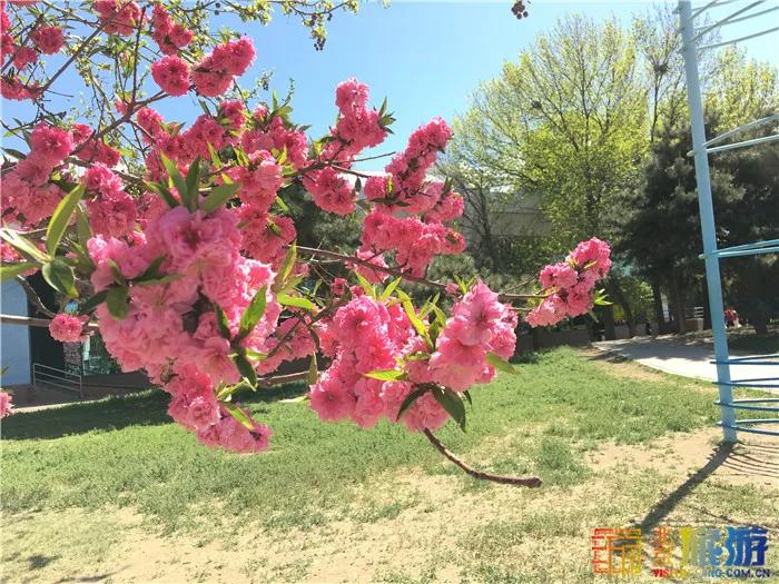 周末有风？别怕，来北京这里看花花草草和无数小可爱！猜到是哪里了吗？