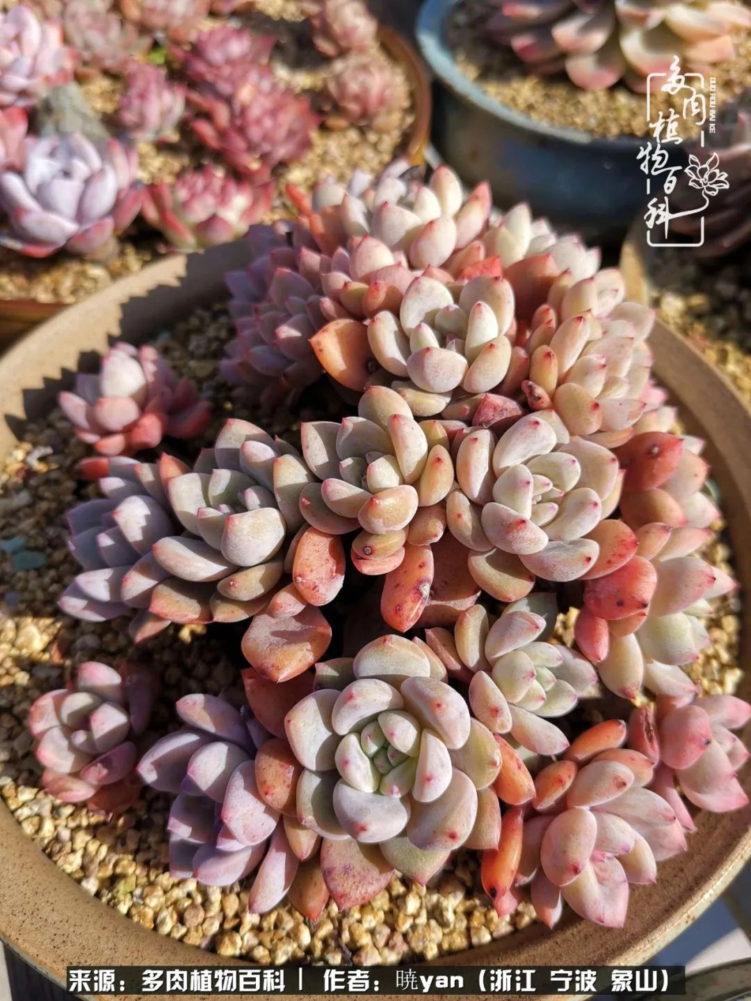 多肉初级入坑者,入坑多肉