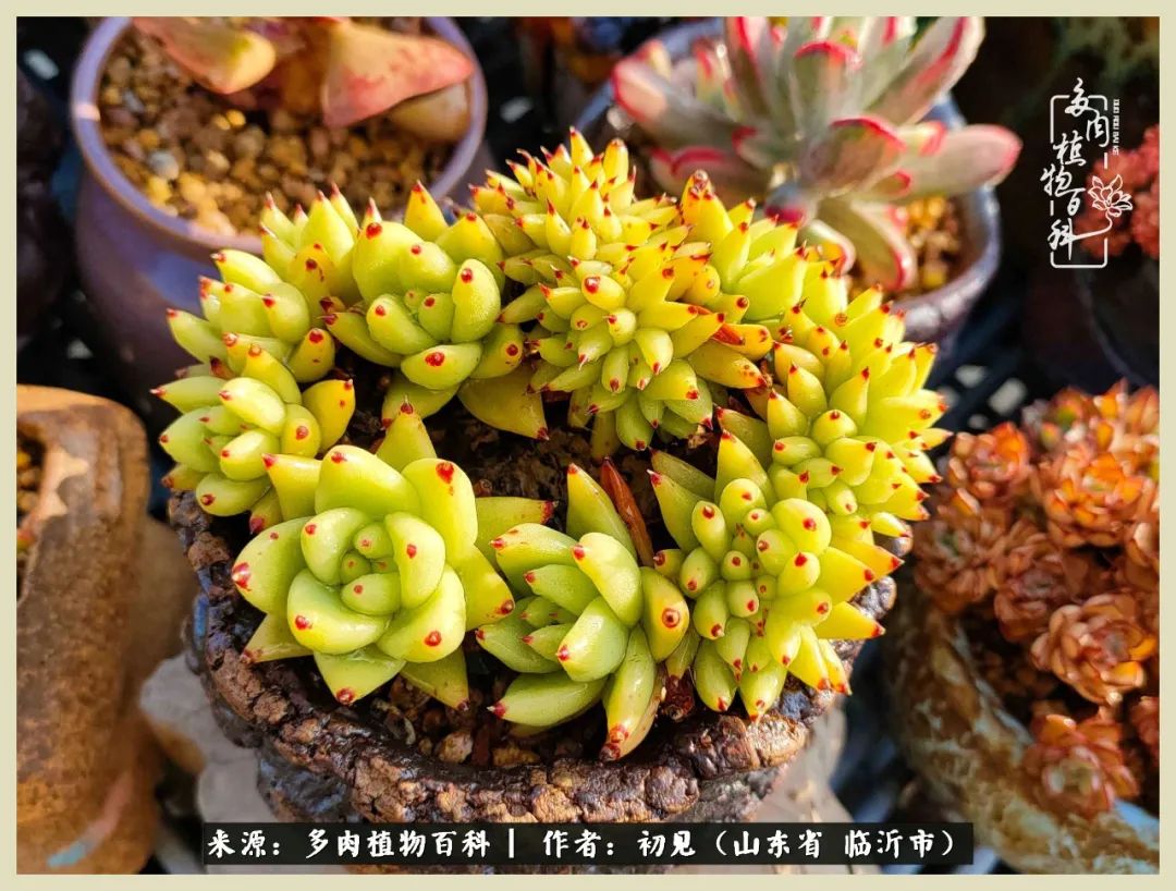 和多肉植物相伴,和多肉相处的心情