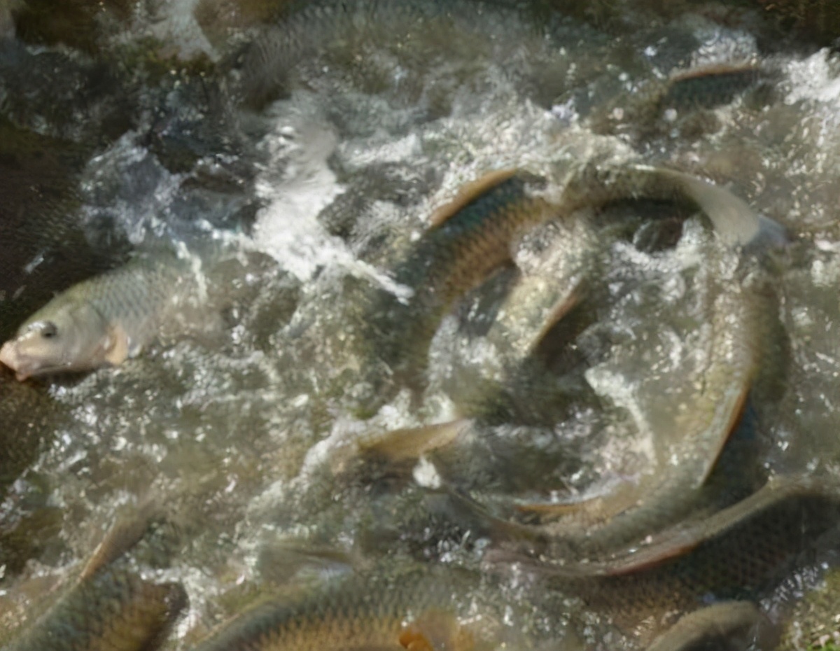 如何养草鱼不生病又能高产,如何让草鱼增产