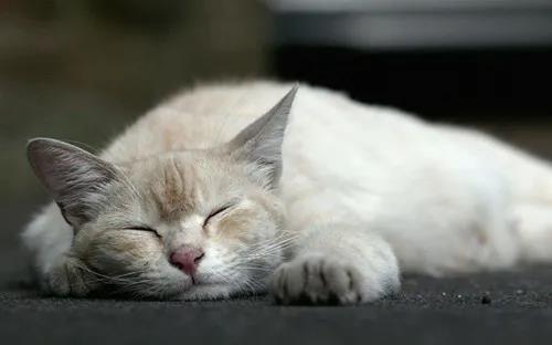 CPF活动预告|阿派第30届领养日——人间值得，只要它能与你相遇