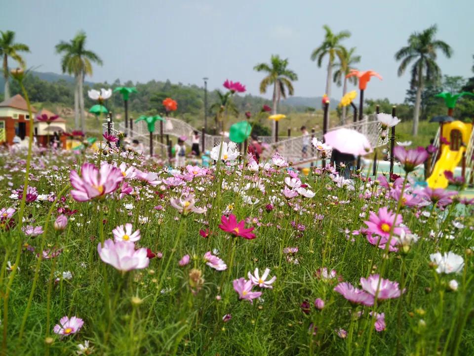 美林湖花海门票,美林花海