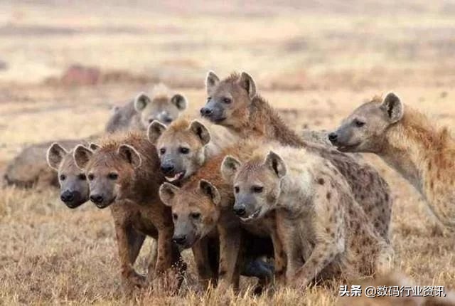 OPPO和VIVO到底是什么关系？原来它们背后有这么多故事