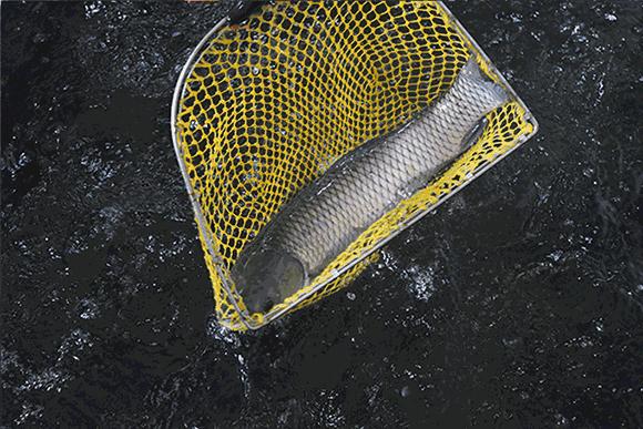 重庆纸上烤鱼烤串套餐,秘制烤鱼香锅大虾