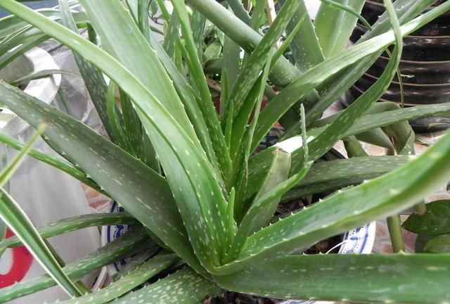 怎样使用新鲜芦荟擦脸才正确,新鲜芦荟擦脸的正确方法